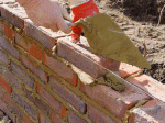Brick being tapped into position with the string line as a guide