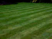 Finalise the Lawn