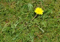 Dandelion weed