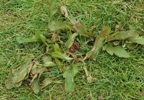 How to Identify Weeds in your Lawn with Photos and Descriptions