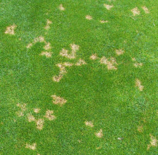 Dollar Spot Disease in Lawns. Brown spots