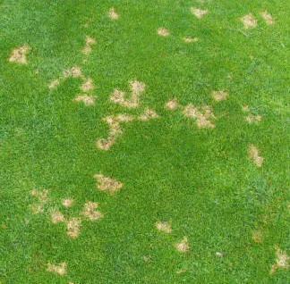Dollar Spot disease on a lawn.