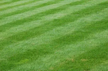 First spring lawn cut into stripes