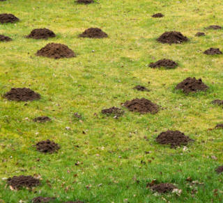 One mole can wreak havoc in the garden, but a few and you have a potential disaster