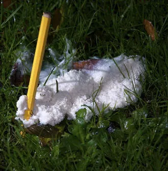 A typical slime mold on lawn.