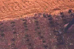 Punch holes into the soil with a garden fork