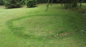 Fairy Rings on my lawn