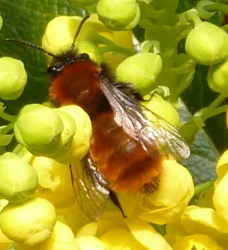Tawny Mining Bee