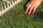 Touch Up, follow up your lawn