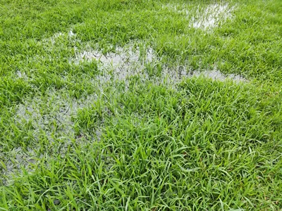 Waterlogging in the lawn after heavy rain. Green grass with waterlogged texture background.