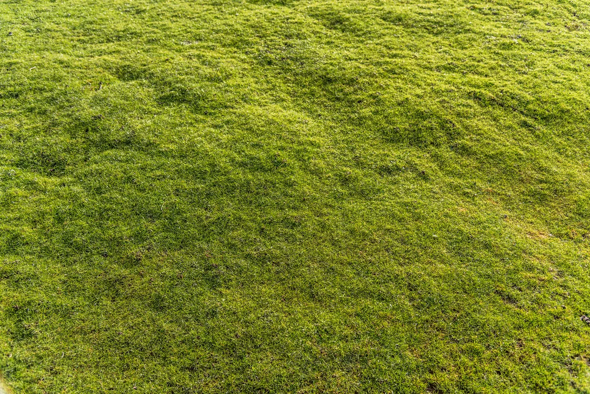 uneven green grass
