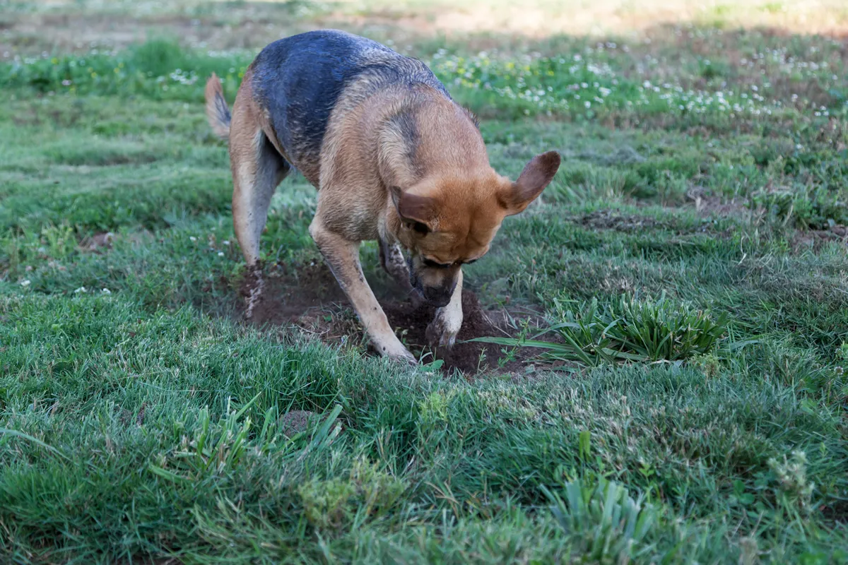 A large dog aggressively digs a hole in a green yard in her search for a gofer.