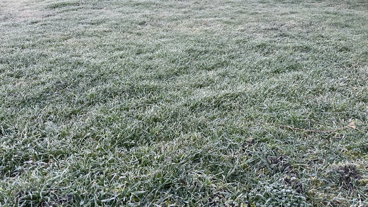 close-up view of frost covered grass