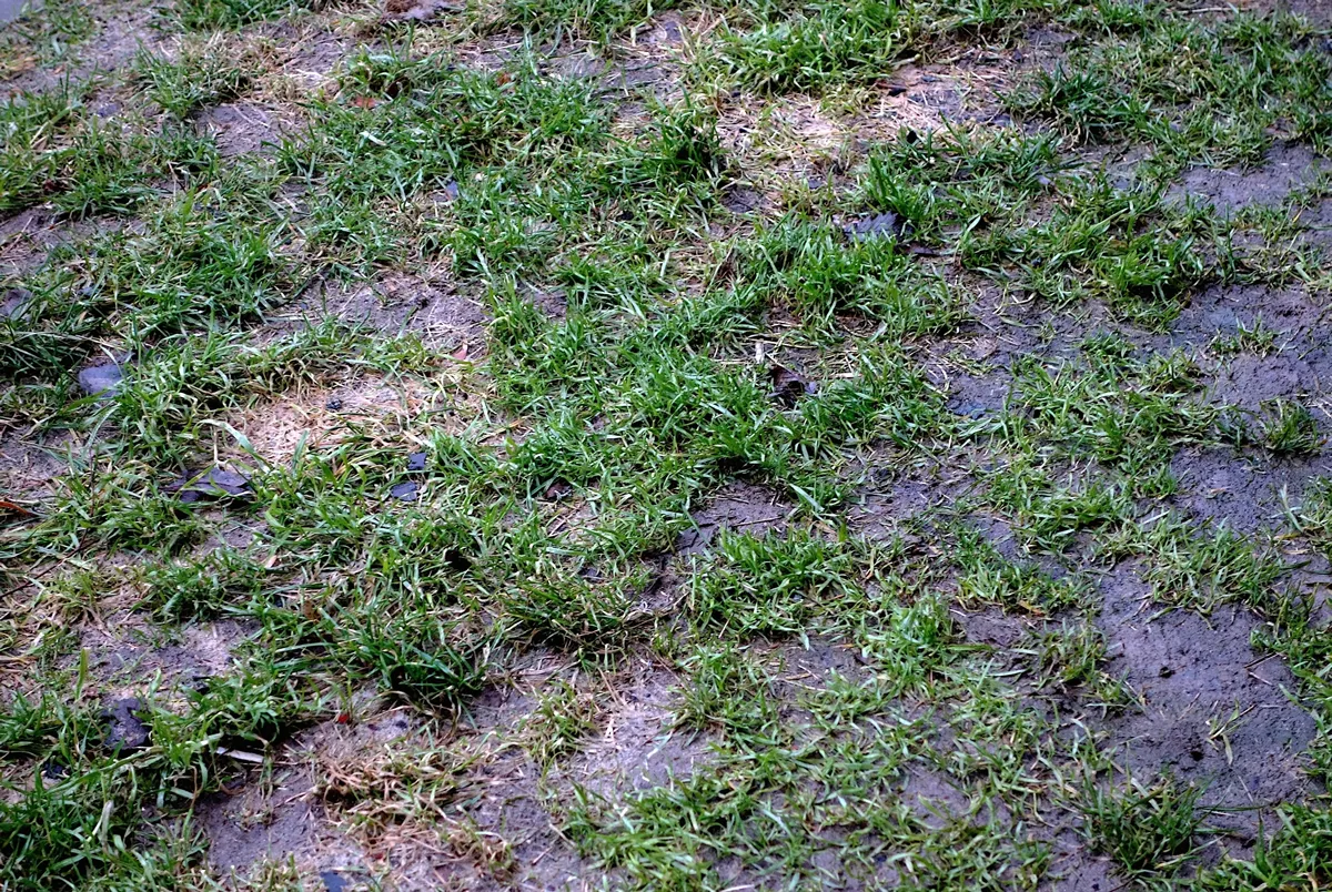 Wet lawn after rain in winter without snow