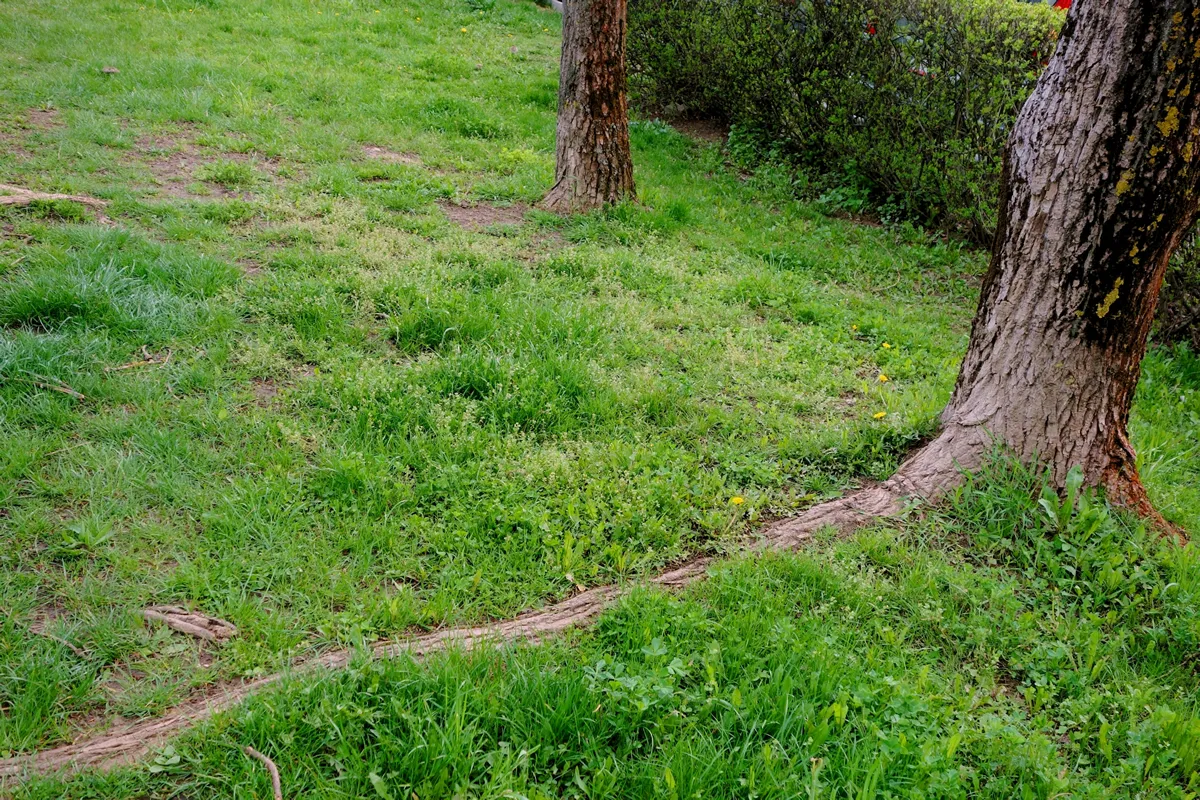 Tree roots grow into a field of grass