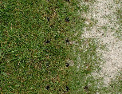 a example of Lawn Aeration