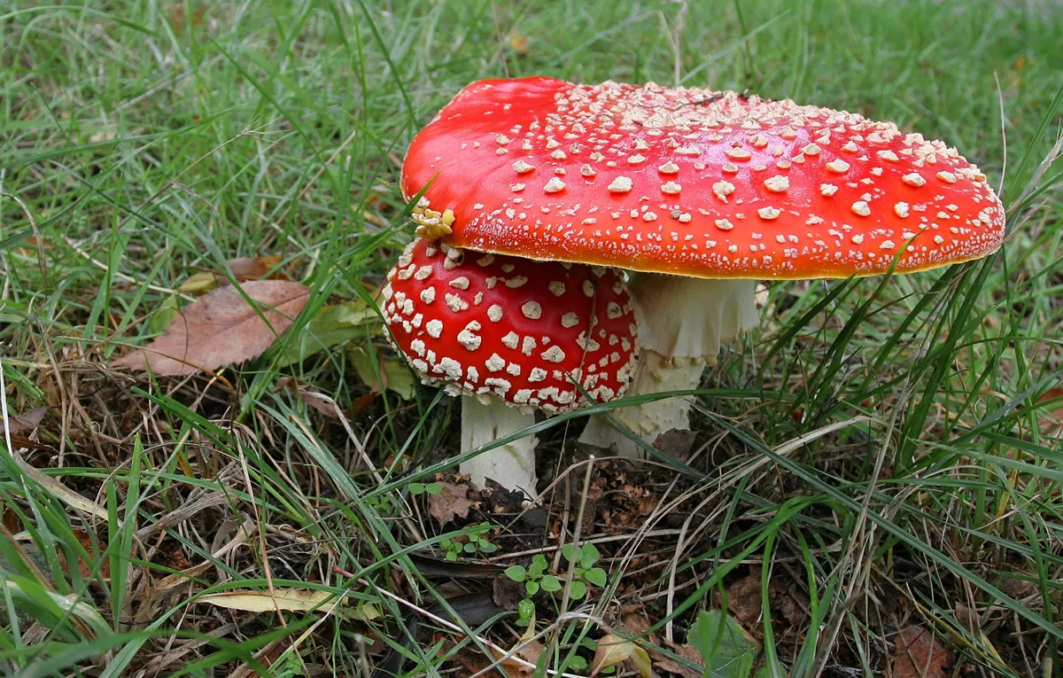 Two fly agaric Mushrooms, one shading the other. (Amanita muscaria)