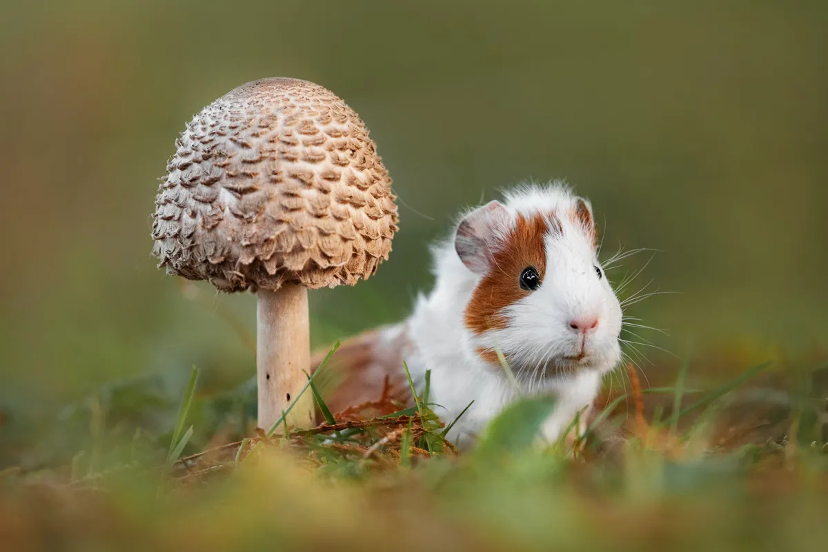 Little guinea pig sitting under a mushroom in autumn
