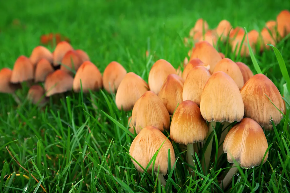 Marasmius oreades mushrooms on the green lawn, in the autumn