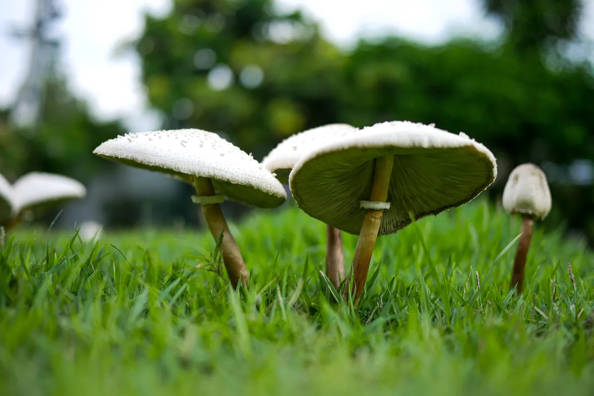 Wild mushroom growing in grass field. Psilocybe mushroom or Magic Mushroom or Buffalo dung Mushroom that bloom after rain in the Asian zone.