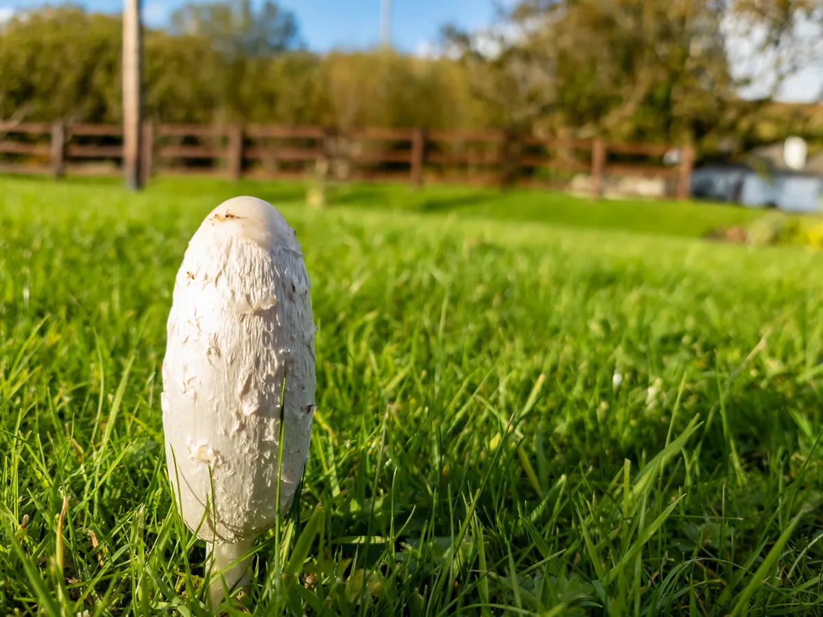 Coprinus comatus, also known as the shaggy ink cap, lawyer's wig, or shaggy mane, growing on a lawn in County Donegal, Ireland