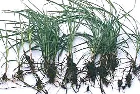 Underground stems, rhizomes and tubers that create many problems associated with control of Nutgrass