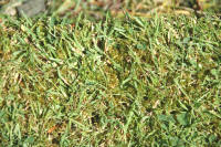 a mixture of grass and moss in your lawn