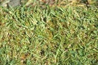 a mixture of grass and moss in your lawn