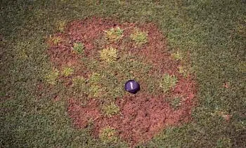 Ophiobolus Patch Disease