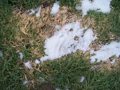 snow mould on a lawn.