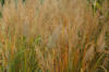 Calamagrostis brachytricta - Ornamental Grass