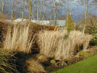 Dead Grasses - Miscsanthus and other grasses still showing garden interest in the middle of winter.
