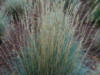 Festuca glauca Elijah Blue - Dwarf blue grass