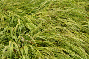 Hakonechloa macra Aureola - Golden variegated ornamental grass