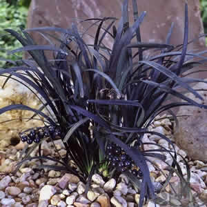 Ophiopogon planiscapus Nigrescens - Black Dragon