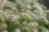 Pennisetum villosum - Feathertop Grass