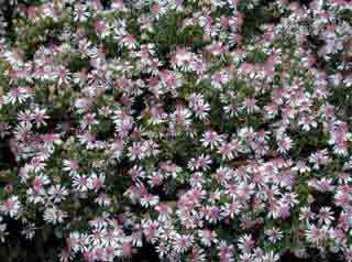 Michaelmas Daise flowers - pink - Delight