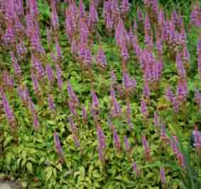 Astilbe as a groundcover plant