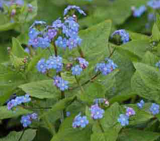 Brunnera macrophylla - green folioage with blue flowers