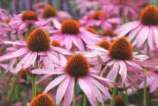The cone flower - Echinacea is always popular in herbaceous borders