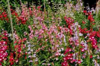 Assorted Penstemons in a mass of colour