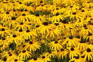 Rudbeckia - good for late colour in the herbaceous border