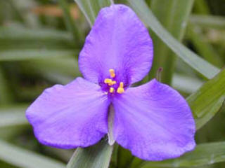The three petals that make up the Tradescantia flowers