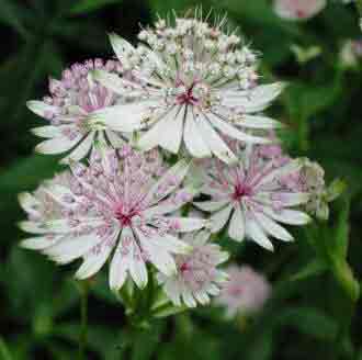 Astrantia major - Masterwort - showing the typical pink star-like flowers