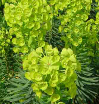 Euphorbia characias Lambrook Gold in full flower