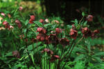 Deepes red/maroon flowers of Helleborus orientalis