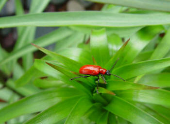 The bright red Lily beetle - attacking a Crown Imperial - Frittliaria