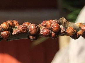 Heavy Scale insect infection on Apple Tree Stem