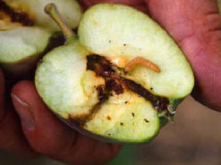 Damage caused to Apples by the caterpillar of the Codling Moth