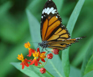 Butterfly on Asclepia flowers - seeking the nectar